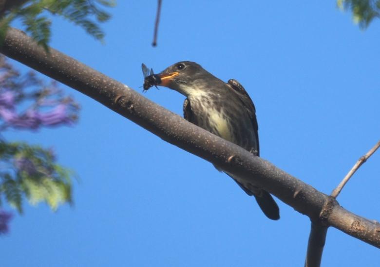 Olive-sided Flycatcher in its wintering habitat.  Photo:  Mike's Birds, Attribution 2.0 Generic (CC BY 2.0) 
