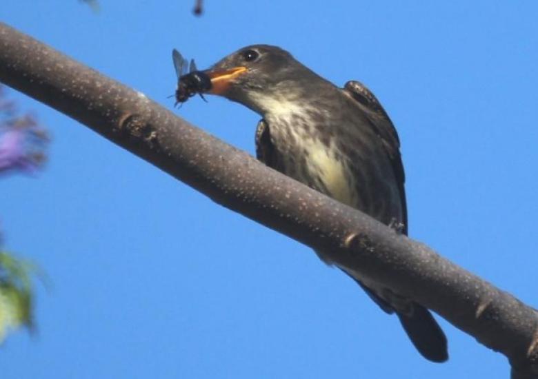 Olive-sided Flycatcher in its wintering habitat. Photo: Mike's Birds, Attribution 2.0 Generic (CC BY 2.0) 