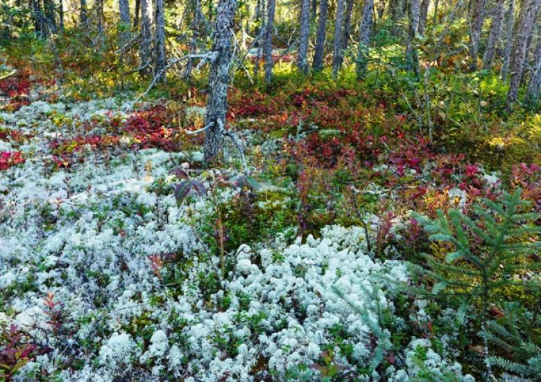 Spruce-lichen forest (Photo:  Susan Beaumont, WRRB)