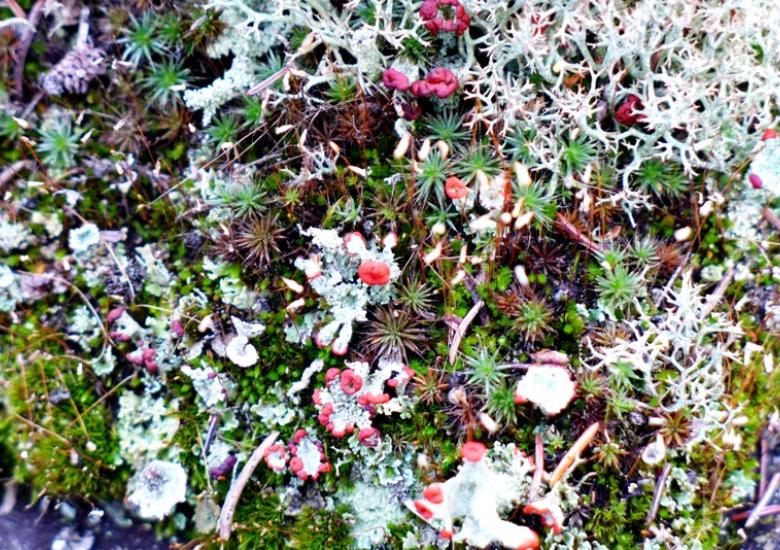 Soldier lichen, Reindeer lichen, and moss on forest floor (Photo:  Susan Beaumont, WRRB)