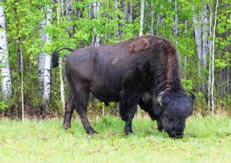 Mackenzie Wood Bison  Photo:  Susan Beaumont, WRRB