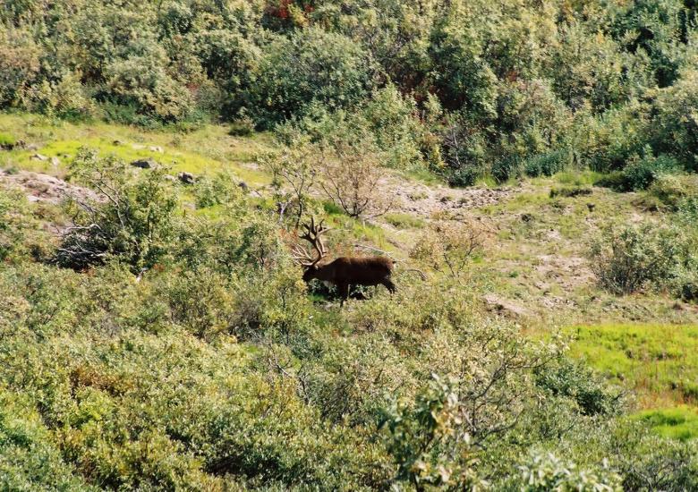 Boreal Caribou walking through the bushes. Photo credit: Ann Gunn, ENR