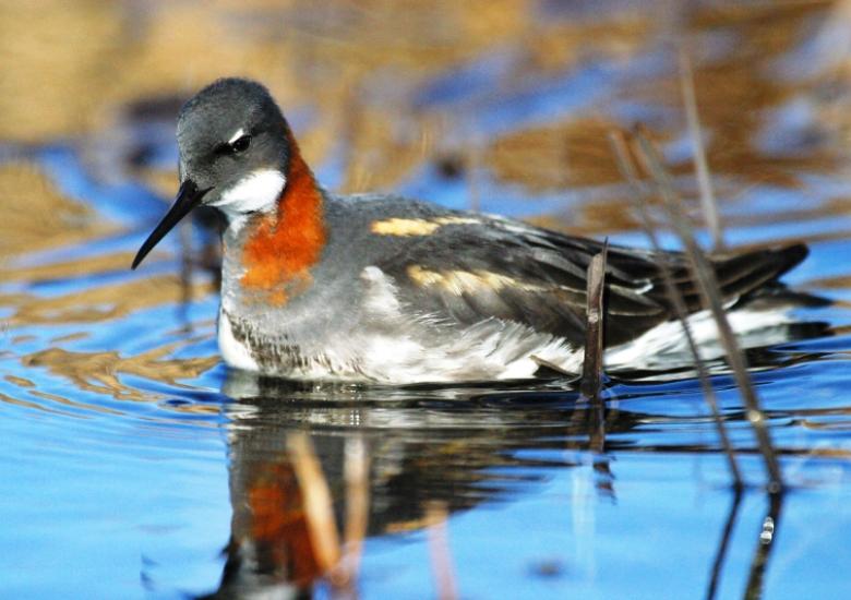 (Photo:  U.S. Fish and Wildlife Service, CC BY 2.0) 