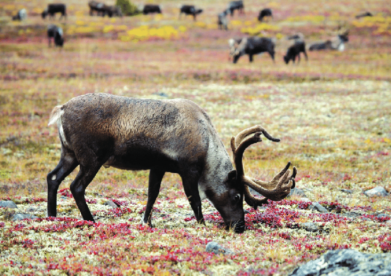 Les cervidés (chap. de l'ouvrage "Disparus? Les mammifères au temps de Cro-Magnon en Europe".) - Scientific Figure on ResearchGate. Available from: https://www.researchgate.net/figure/Renne-broutant-du-lichen-Photo-Creative-Commons-CC0_fig4_329239800 [accessed 26 Jul, 2021]