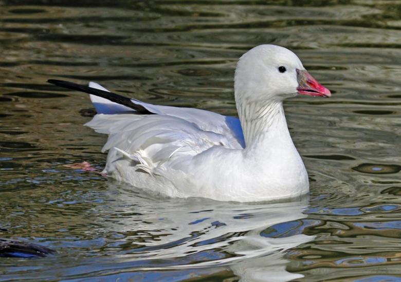 Ross's goose swimming (Photo:  Dick Daniels / Wikimedia Commons (CC BY-SA 3.0)