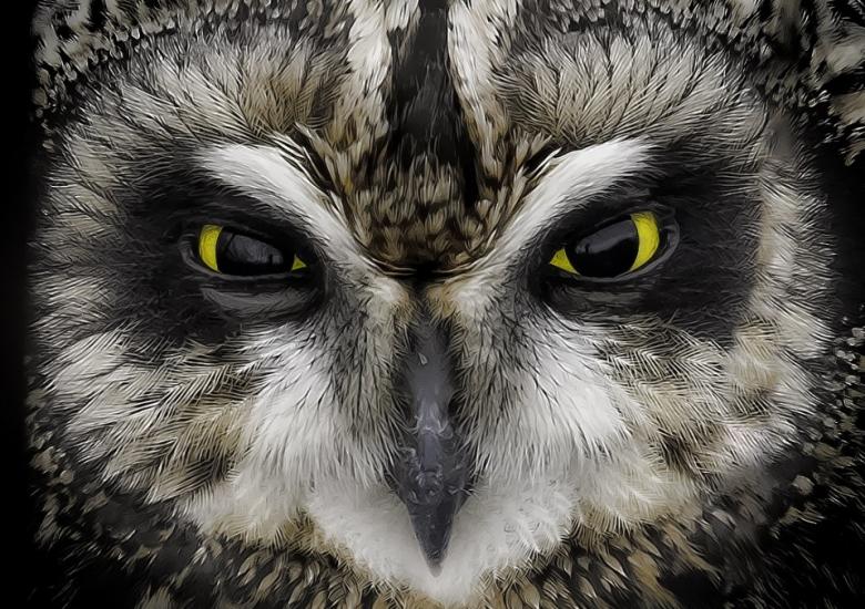 Close up of a Short-eared Owl. Photo credit: Photography by Eric Ellingson, creative commons