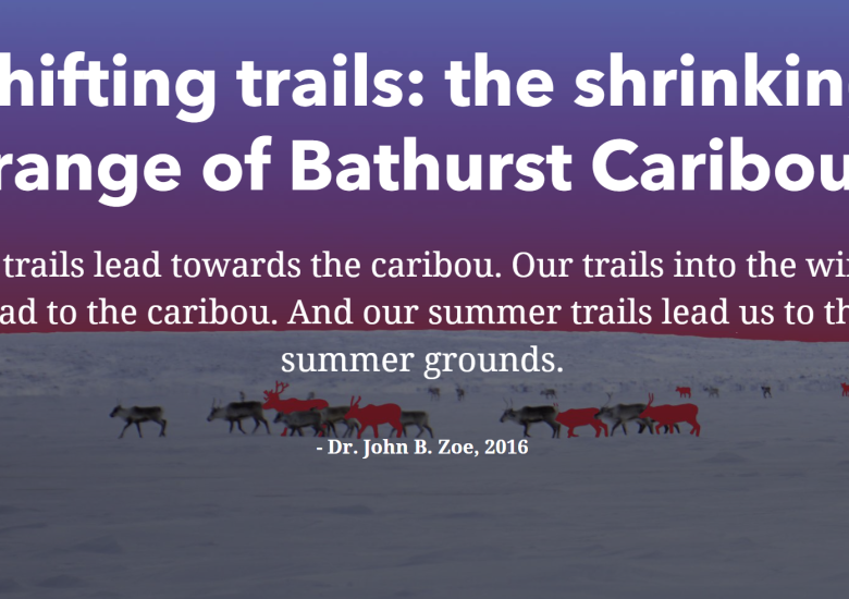 Shifting Trails: The Shrinking Range of Bathurst Caribou