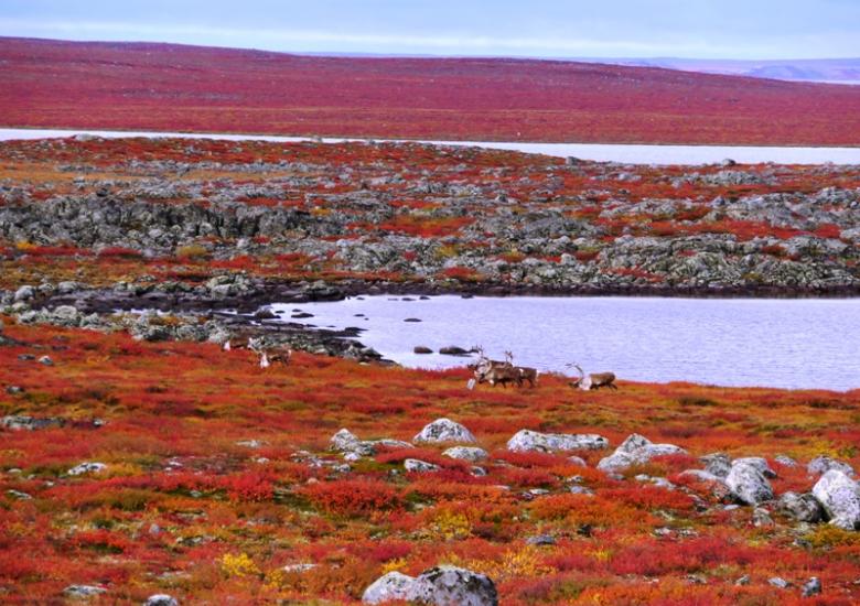 Bathurst caribou on summer range on the Barrenlands (Photo:  Catherine Graydon)