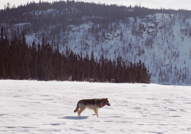 Tundra Wolf - Photo Credit: Anne Gunn, ENR