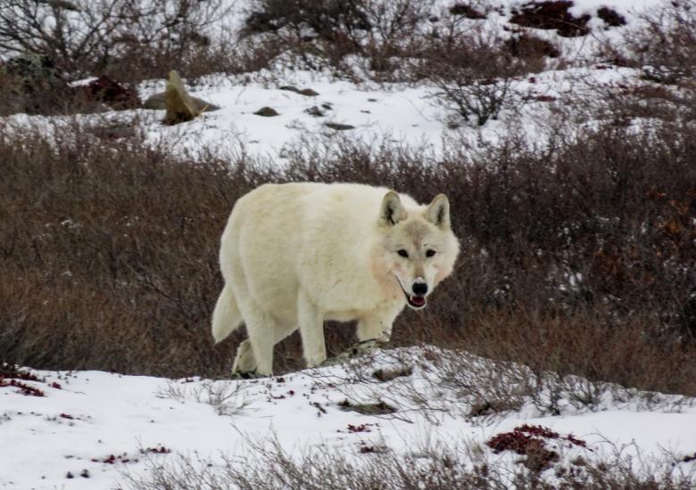 Tundra Wolf. Photo credit: Catherine Graydon, 2016. 