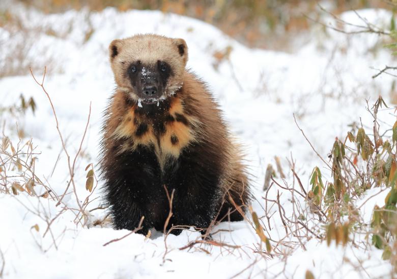 Photo credit: Liam Cowan Photography