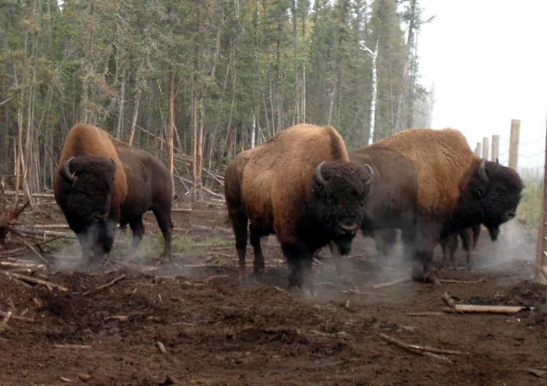 Photo Credit: John Nishi (GNWT)