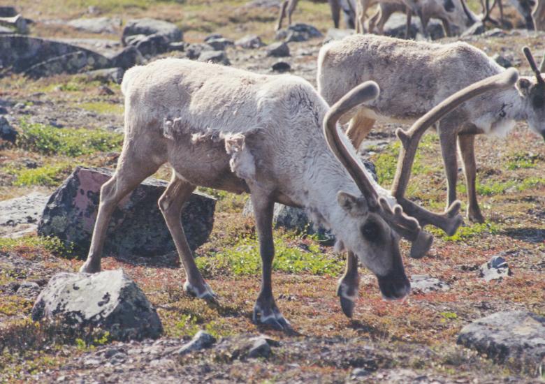 Photo Credit: Rob Gau (GNWT)