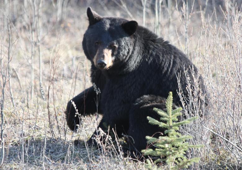 Black bear (Photo: GNWT / K.Cox, ENR)