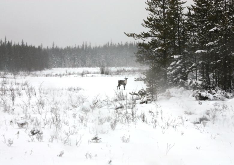 Tǫdzı (boreal caribou)  Photo:  GNWT / A.Kelly, ENR