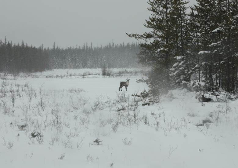 Photo Credit: Allicia Kelly, ENR