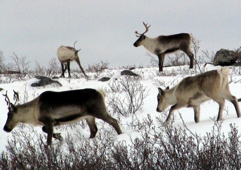 Bathurst caribou calf following cow (Photo:  GNWT / A.Gunn, ENR)