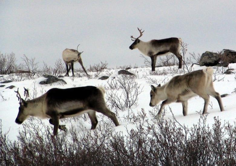 Bathurst caribou calf following cow (Photo:  GNWT / A.Gunn) 