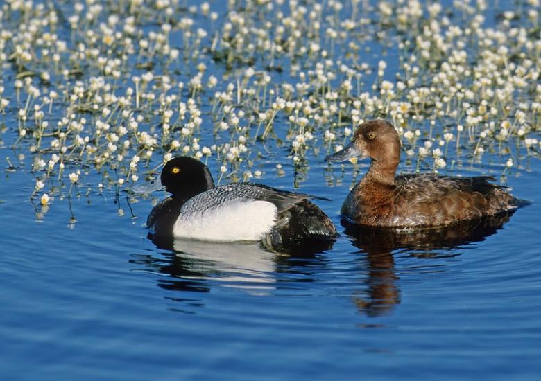 Lesser Scaup Pair.  Traditionally, lesser scaup (also known as "blue bills") have been one of the most abundant ducks in North America; however, their populations have been spiralling downwards in recent years. (Photo Courtesy of ©Ducks Unlimited Canada / Brian Wolitski))