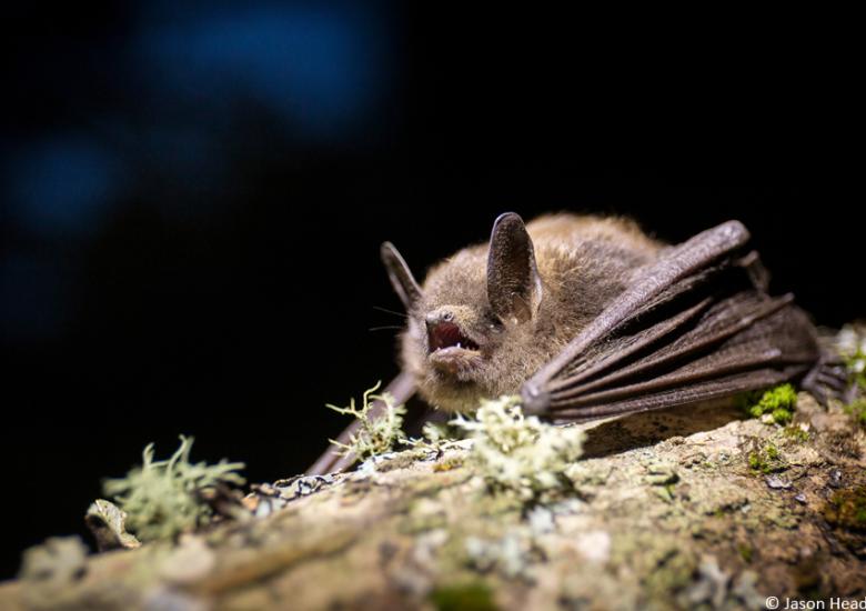 Little Brown Myotis (dłı̨ą k'et'à) resting on a branch. Photo credit: Jason Headley, https://www.inaturalist.org/observations/8624831, 2017. 
