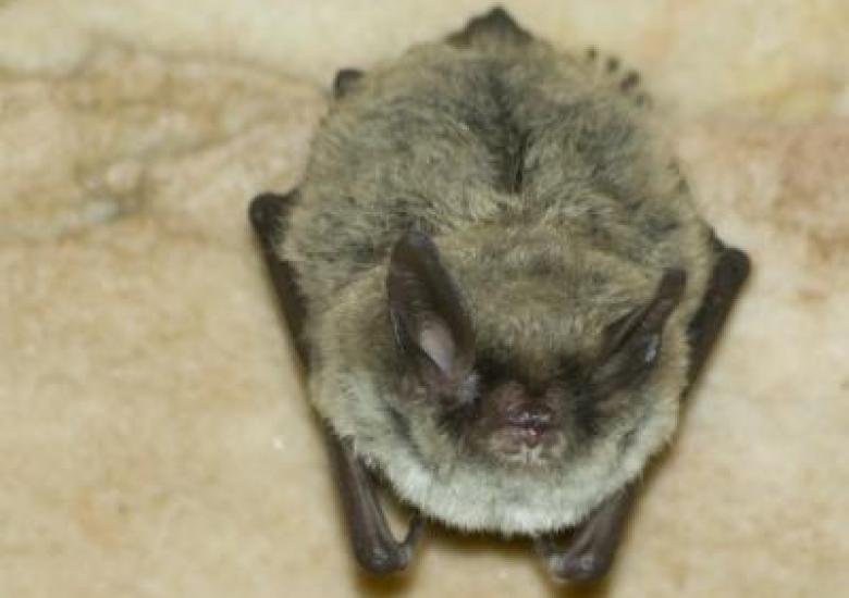 Photo credit: Norrthern Myotis - photo from https://www.nwtspeciesatrisk.ca/en/our-species-risk/northern-myotis 