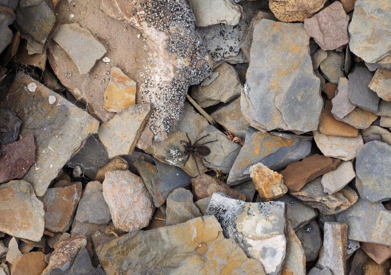 One of the Wolf Spider Species not identified  Photo credit: S. Carriere, https://inaturalist.ca/observations/19936218