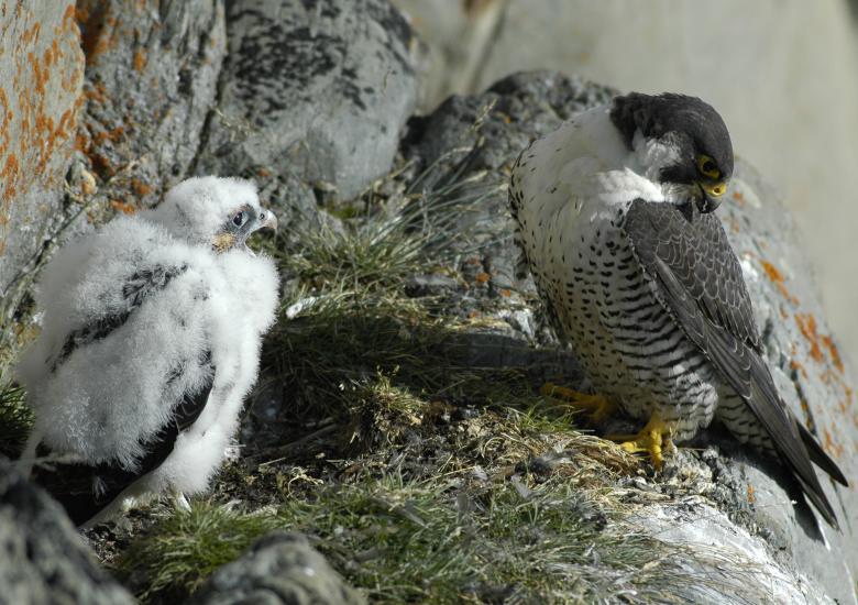 Photo credit: Allastair Franke. The peregrine falcon was assessed for the first time in the Northwest Territories this year and was determined to be not-at-risk.