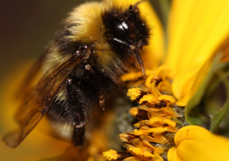 Photo Credit: Sheila Colla