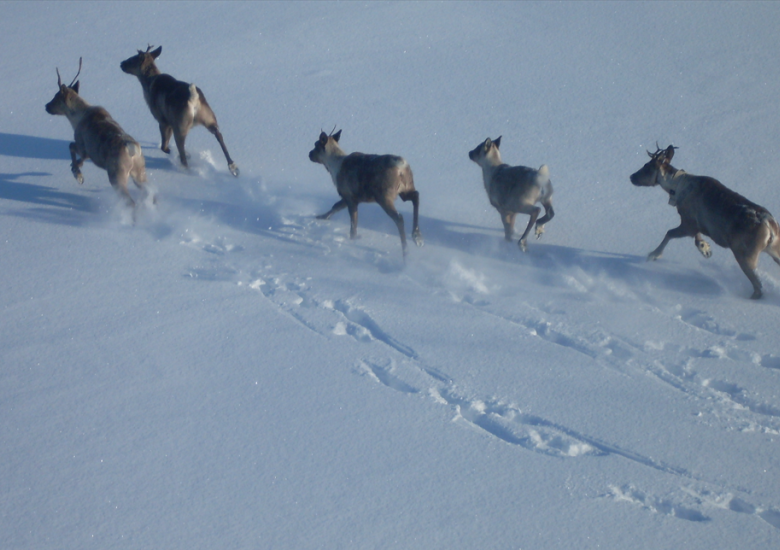 Photo Credit: D. Allaire.