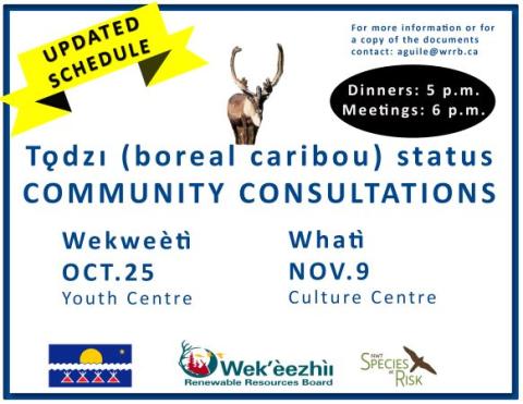 The Wek'èezhìı Renewable Resources Board  (WRRB) is participating in discussions in Tłı̨chǫ communities concerning the status of tǫdzı (boreal caribou).